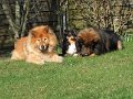 rudel (10)